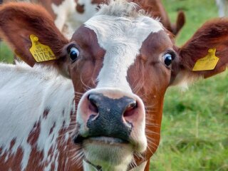 Корова, скріншот: YouTube