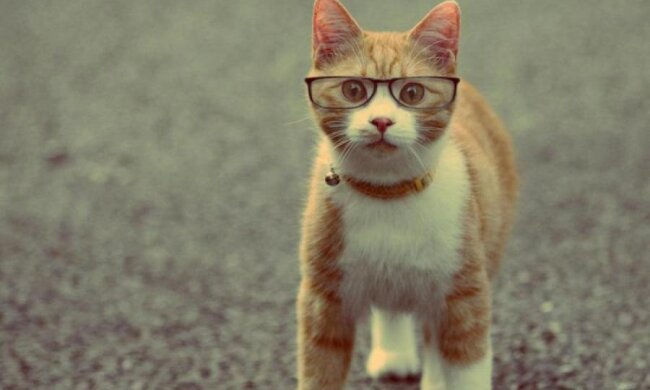 Facebook захистить вас від котів і борщів