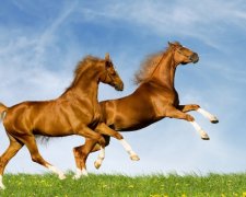 Львівські копи ночами вистежують коней