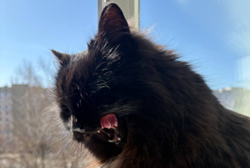 Котик, фото: Знай.ua