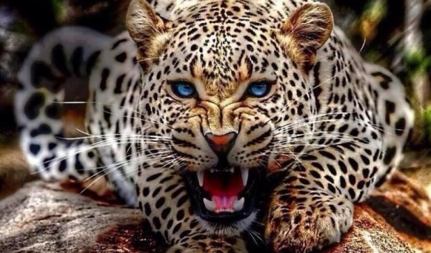 В Маріуполі розгулює леопард-втікач