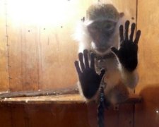 В клетку их! Россияне жестоко поиздевались над животными в зоопарке