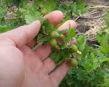 Догляд за аґрусом, кадр з відео