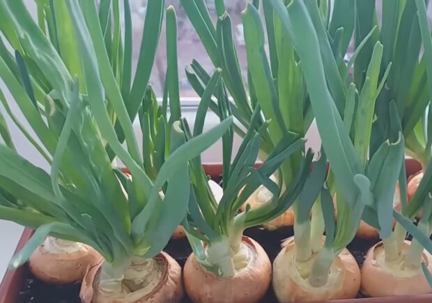 Вирощування зеленої цибулі, фото: кадр з відео