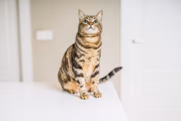 кішка, фото: royalcanin.com
