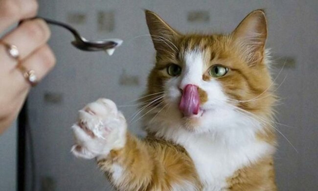Накорми кота: домашнему любимцу посвятили забавный клип