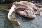 Биологи выяснили, кому принадлежит гигантский труп на берегу Индонезии