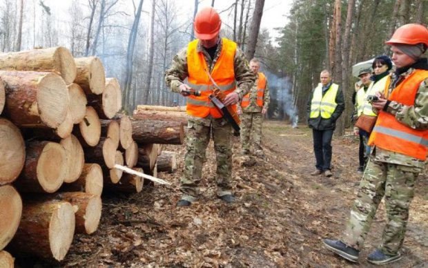 Эффективная стратегия: Гослесагентство нарастило запасы украинских лесов