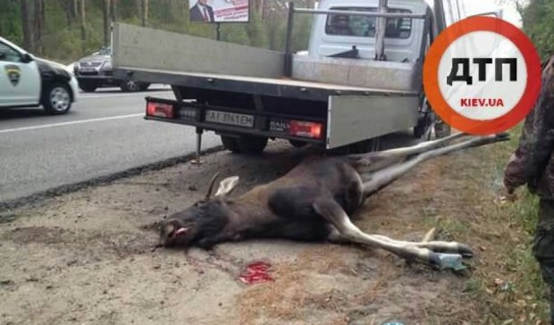 Под Киевом насмерть сбили огромного лося 