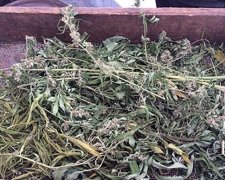 Полиция изъяла опий и марихуану стоимостью 200 тысяч гривен (фото)