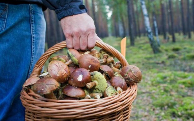 10 отруйних грибів, які можна прийняти за їстівні