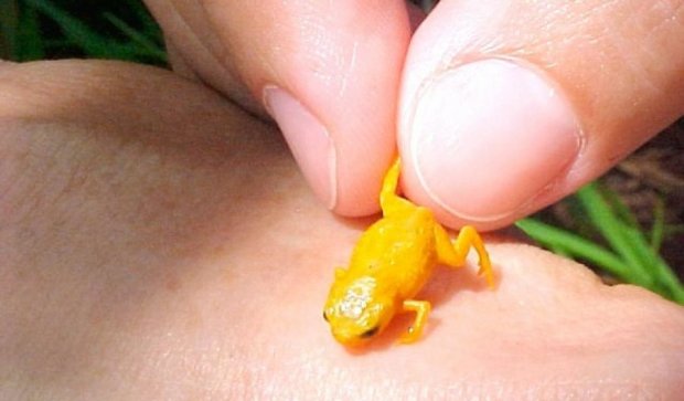 У Бразилії виявлені невідомі види крихітних отруйних жаб