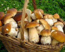 Які гриби з'являються у серпні