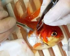Крохотной рыбке Немо удалили опухоль