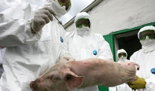 Харківську область охопила епідемія африканської чуми свиней (відео)