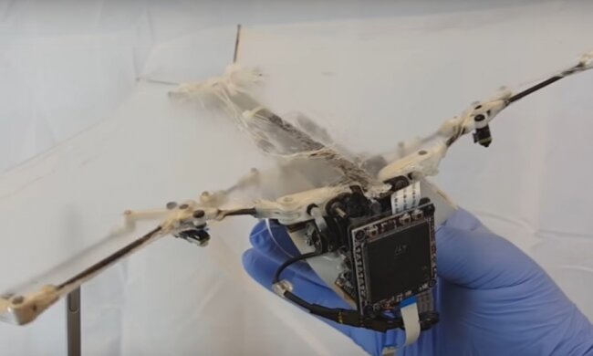 Американцы создали уникального робота-летучую мышь