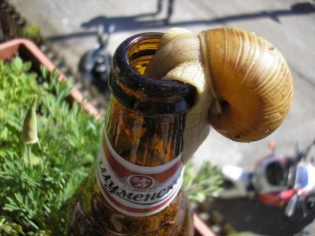 Дослідники пивом рятуватимуть равликів від болісної смерті