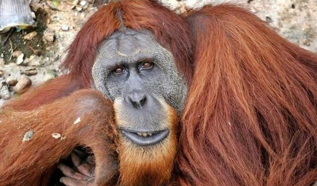 Орангутанги научились подражать человеческой речи 