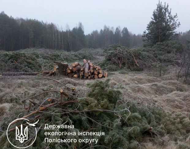 На Рівненщині незаконно зрубали понад півтори тисячі сосен: шкода оцінюється майже в 5 млн грн