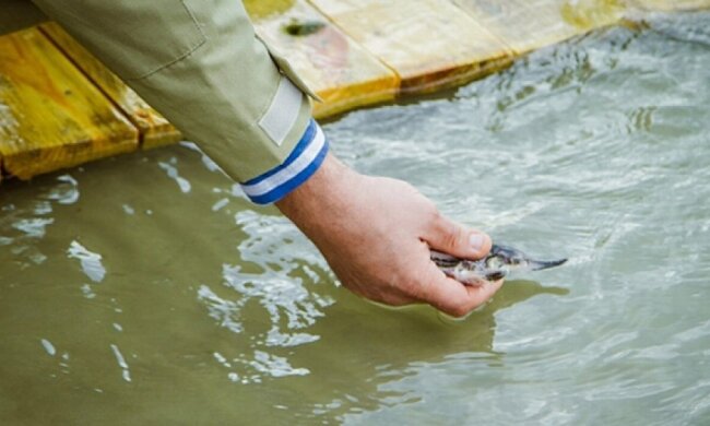 Две тысячи мальков рыб выпустили в Дунай (фото)