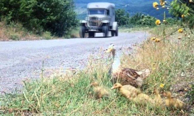 Утиное семейство парализовало движение на львовской улице