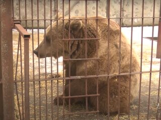 Медведь, скриншот из видео