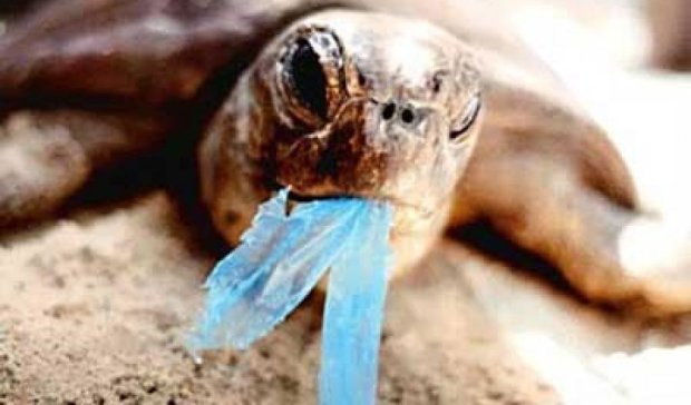 Врятували черепаху, яка страждала від пластикової трубочки у носі (відео)