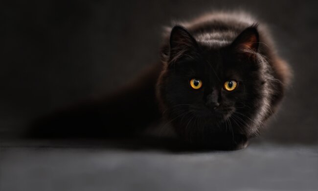 чорна кішка, фото Pxhere