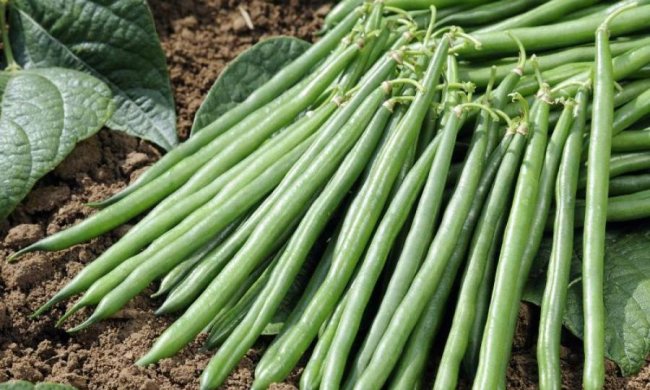 Українським аграріям підказали, як заробити по-крупному