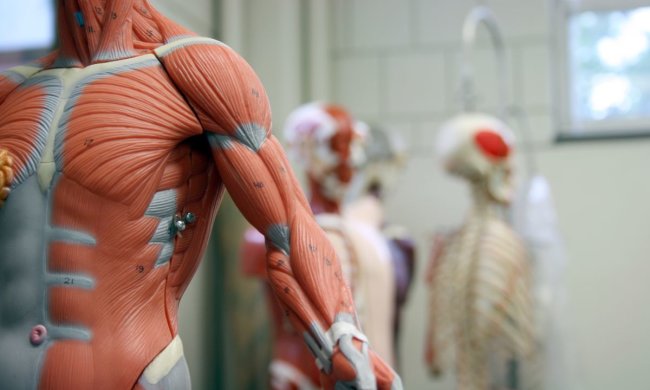 Ученые открыли неизвестное мышечное заболевание: поражает людей среднего возраста