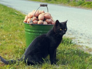 Кот и картошка, фото: Getty Images