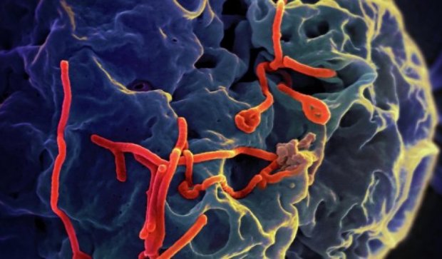 Новий випадок лихоманки Ебола виявили у померлої жінки