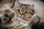 У мене лапки: унікальний кіт вразив соцмережі