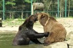 У Київському зоопарку ведмеді влаштували корпоратив
