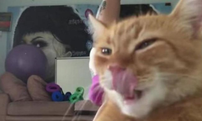 Кіт завадив хазяйці провести заняття з йоги (відео)