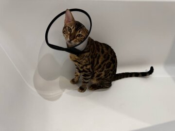 Котик, фото: Знай.ua