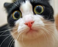 Кот со странными лапами стал новым любимцем интернета