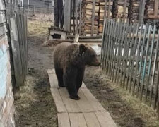 Ведмеді тероризують село під Петербургом