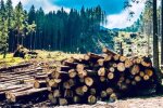 Син Луценка приклав руку до потопу на Прикарпатті журналісти розкрили схему дерибану українських лісів