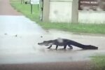 Аллигатор в США, скриншот с видео