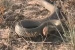 На Прикарпатті отруйна тварюка відправила молоду красуню в реанімацію одним укусом