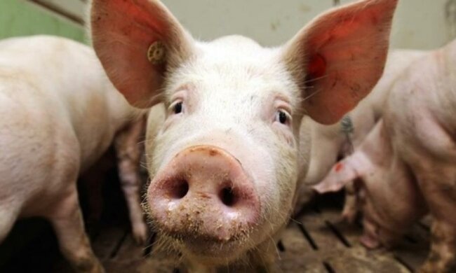 Українцям загрожує дефіцит сала