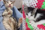 Кошеня було знайдено облитим білою фарбою на узбіччі