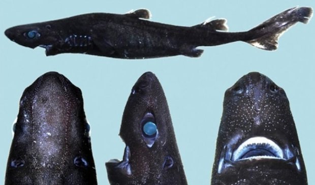 Светящуюся акулу обнаружили в Тихом океане