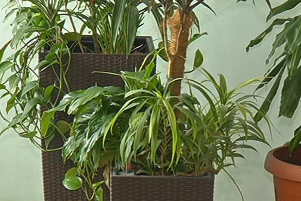 Кімнатні рослини, скріншот з відео