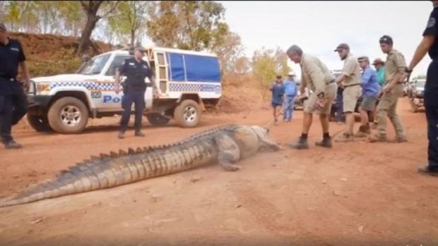 Охотники поймали огромного крокодила-убийцу (видео)