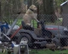 Пес на газонокосарці зірвав репортаж про торнадо (відео)