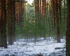 Фото: заповедник ЧАЭС