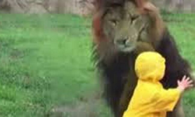 Скло врятувало від розлюченого лева