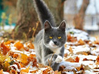 Котик и первые заморозки, Гродненская правда